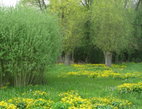 De medewerkers van de bakkerij planten “HET BOS DE TROG” aan.